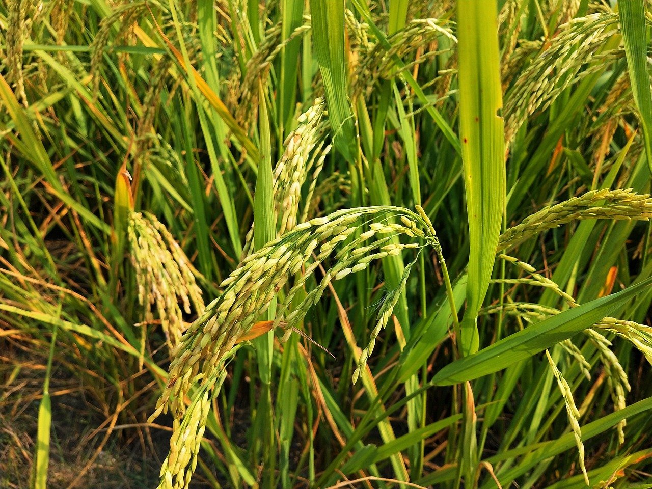 Basmati rice ready for harvest in the field